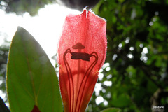 Columnea lepidocaula