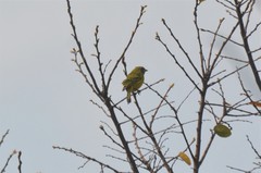 Crithagra hyposticta