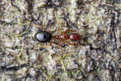 Dolichoderus tricolor