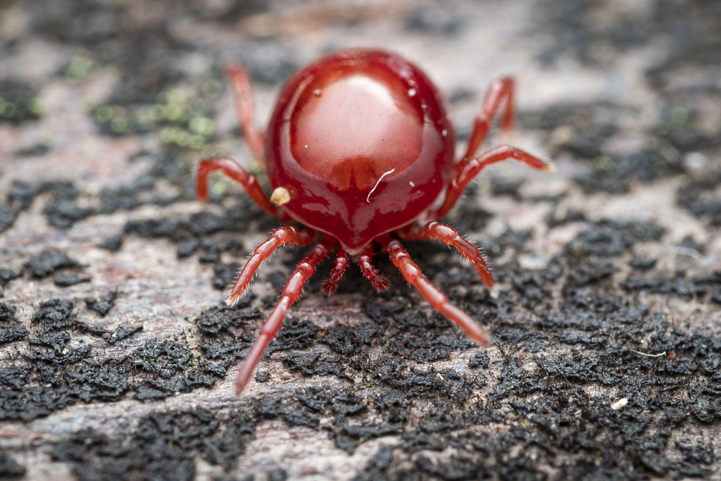 Holothyrida