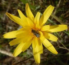 Microseris walteri