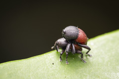 Trigonopterus