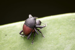 Trigonopterus