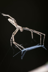 Menneus neocaledonicus