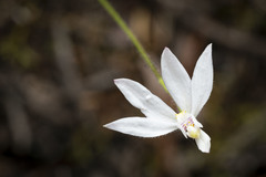 Caladenia catenata