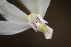 Caladenia catenata