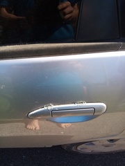 Xanthoparmelia scabrosa