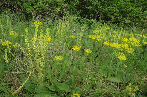 Cypress spurge