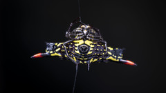 Gasteracantha westringi