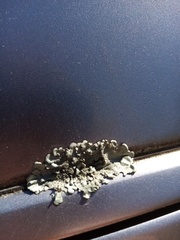 Xanthoparmelia scabrosa