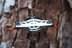 Gasteracantha westringi