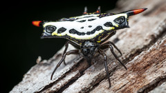 Gasteracantha westringi