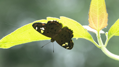 Coladenia indrani