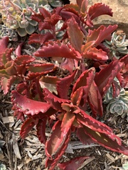 Kalanchoe sexangularis