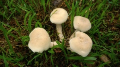 Macrocybe gigantea