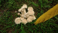Macrocybe gigantea