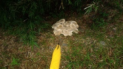 Macrocybe gigantea