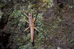 Canachus
