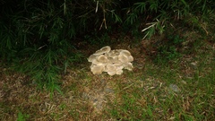 Macrocybe gigantea