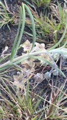 Gomphocarpus fruticosus
