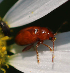 Neocrepidodera ferruginea