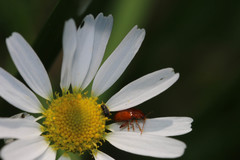 Neocrepidodera ferruginea