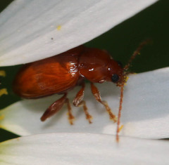 Neocrepidodera ferruginea