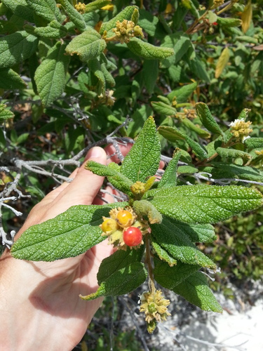 Puerto Rico manjack (Varronia rupicola)