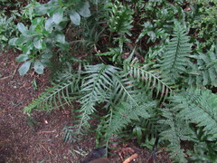 Asplenium scleroprium