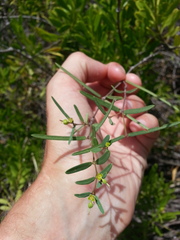 Euphorbia articulata