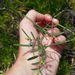 Euphorbia articulata - Photo (c) Steven Bachman, algunos derechos reservados (CC BY), subido por Steven Bachman
