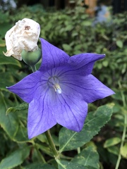 Platycodon