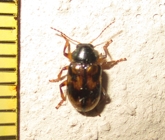 Microeurydemus africanus