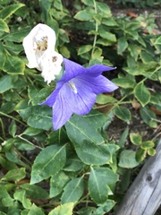 Platycodon