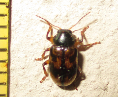Microeurydemus africanus