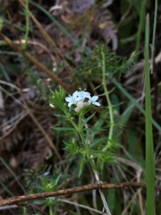 Asperula scoparia