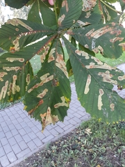 Cameraria ohridella