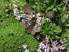 Euphydryas cynthia