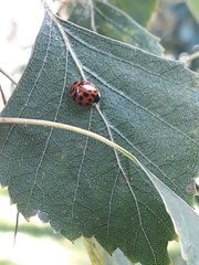 Harmonia axyridis