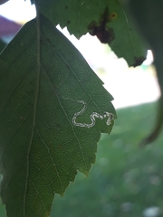 Pterygota