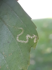 Pterygota
