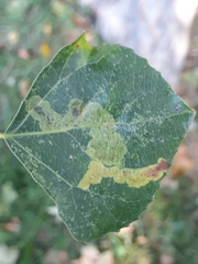 Pterygota