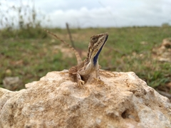 Sitana