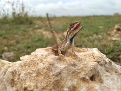Sitana
