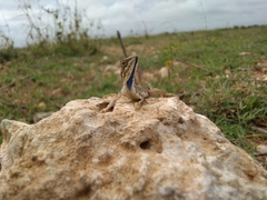 Sitana