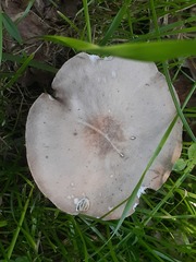 Melanoleuca strictipes