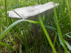 Melanoleuca strictipes