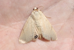 Litoprosopus coachella