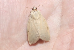 Litoprosopus coachella