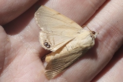 Litoprosopus coachella